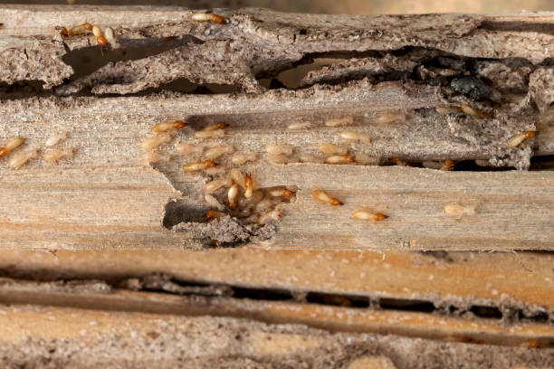Best Local Pest Control Services  in Friars Point, MS